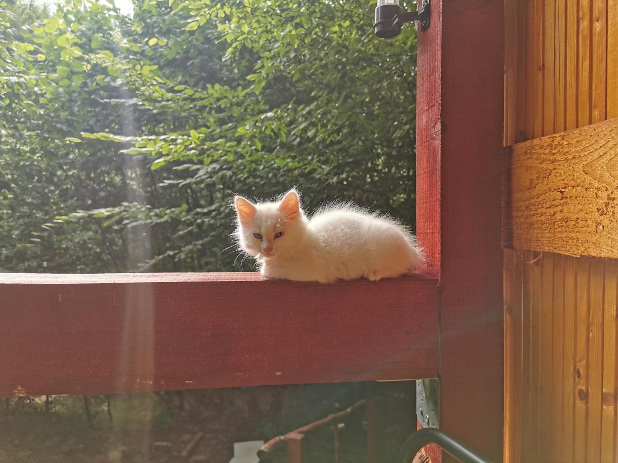 Cabana Lucia Tarcău-Gheuca エクステリア 写真